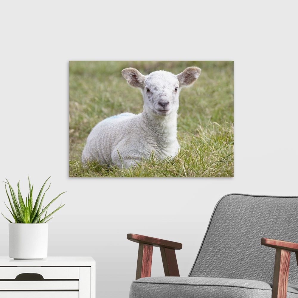 A modern room featuring A Lamb, Northumberland, England