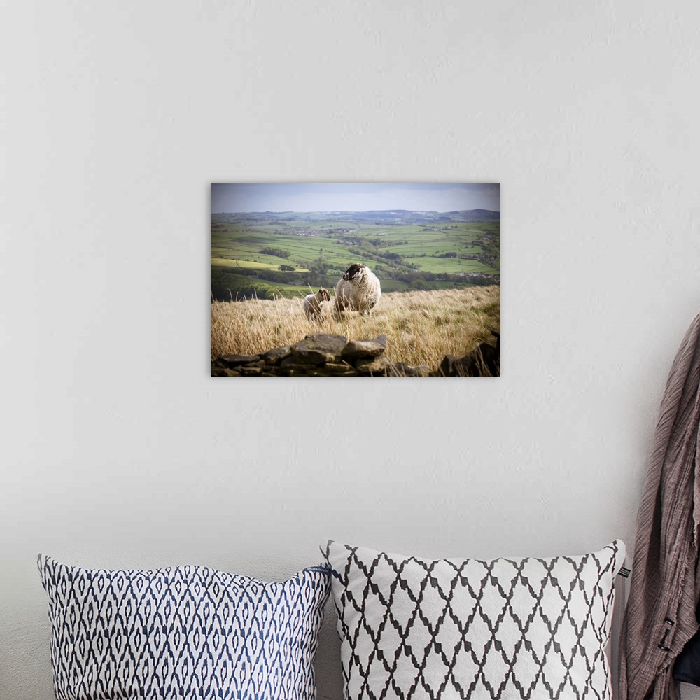 A bohemian room featuring A lamb with mother on a hill top in the Peak District.