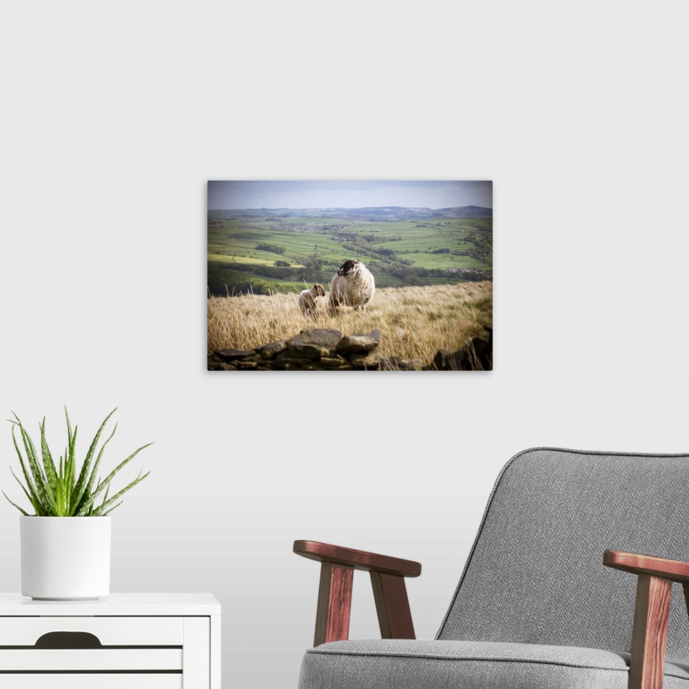 A modern room featuring A lamb with mother on a hill top in the Peak District.