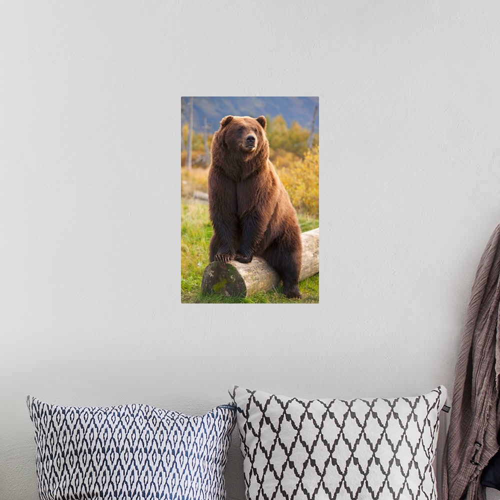 A bohemian room featuring A Large Brown Bear Sits On A Log At The Alaska Wildlife Conservation Center