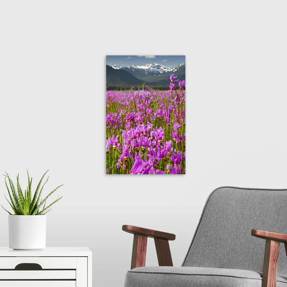 A modern room featuring A large field of Shooting Stars bloom in Mendenhall Valley, near Juneau