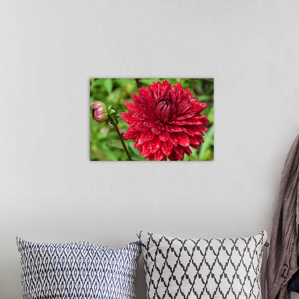 A bohemian room featuring A large red dahlia flower and bud covered in water drops.