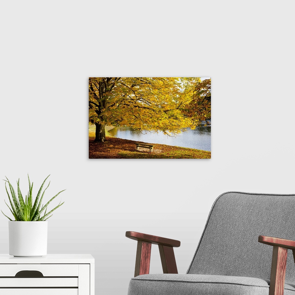 A modern room featuring A Large Tree And Bench Along The Water In Autumn; North Yorkshire, England