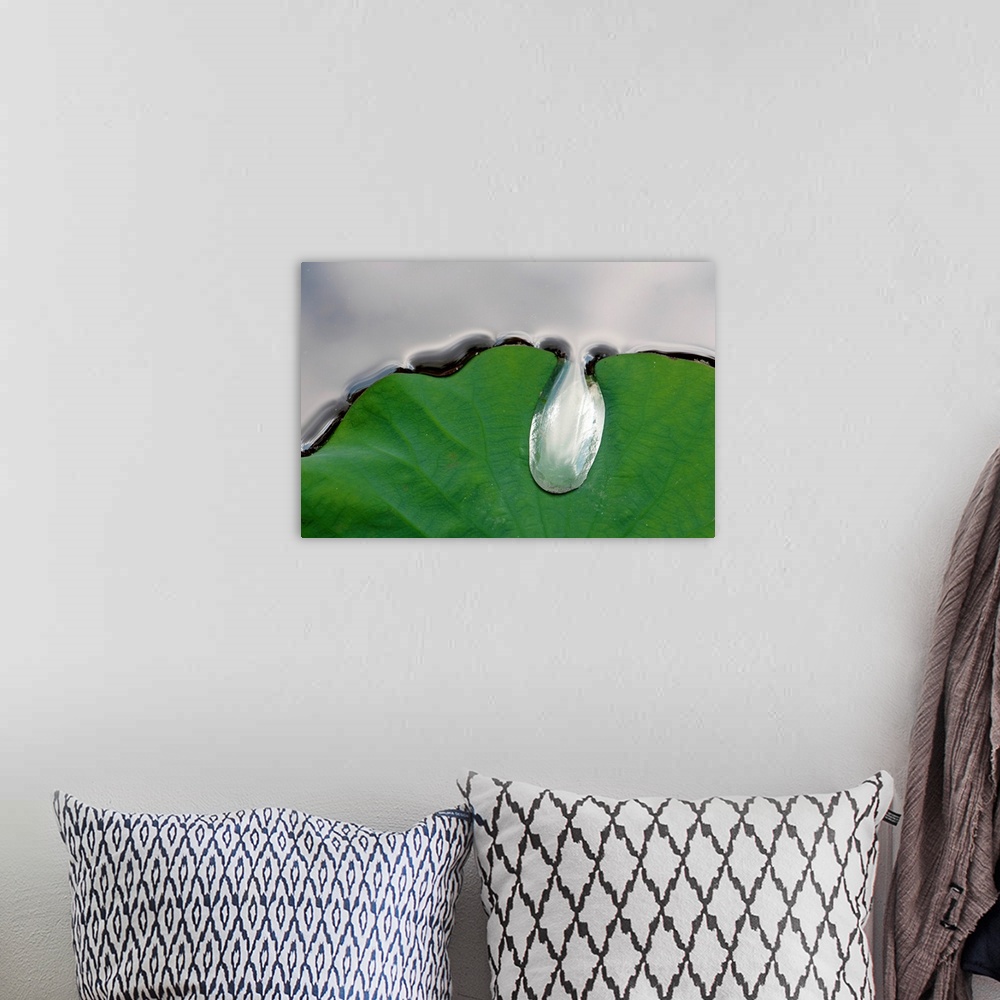 A bohemian room featuring A large water drop puddling atop a water lily leaf.