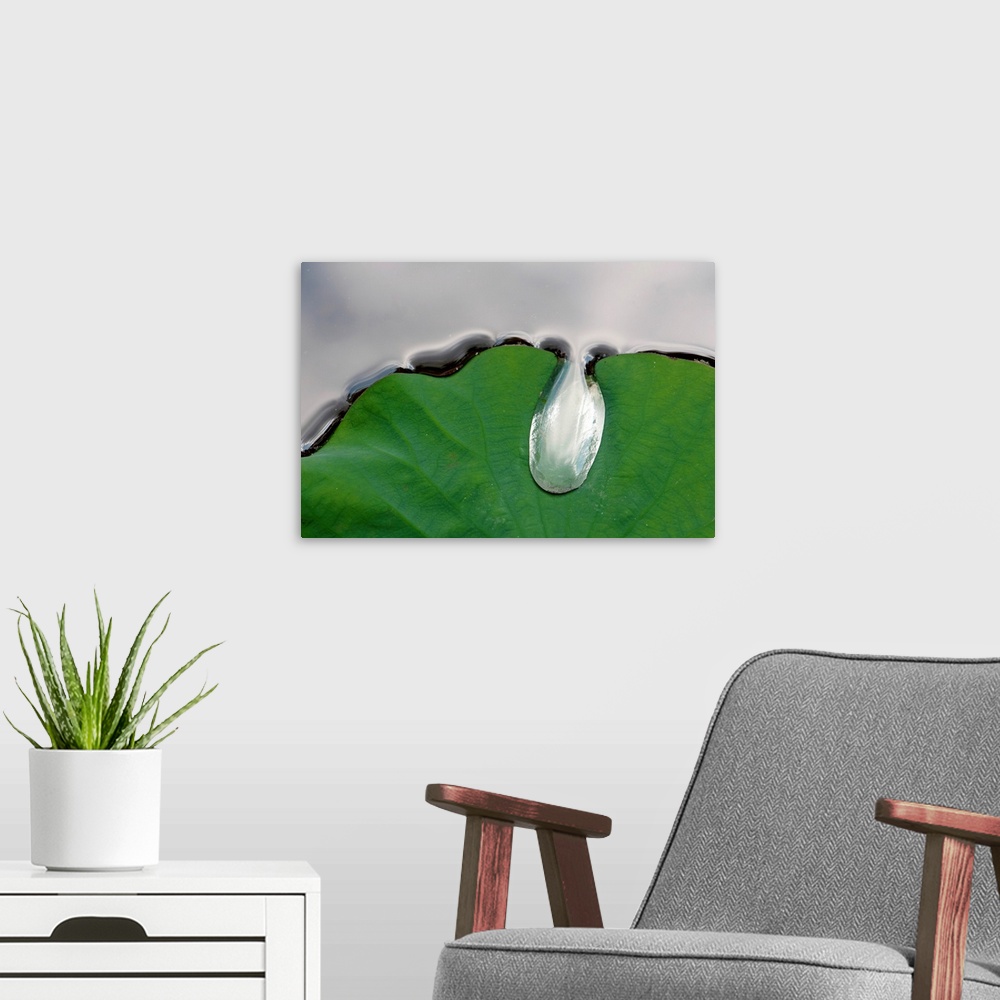 A modern room featuring A large water drop puddling atop a water lily leaf.