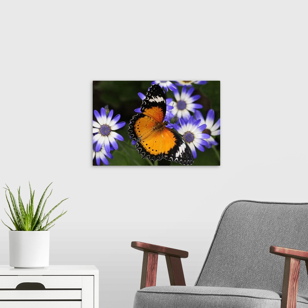 A modern room featuring A leopard lacewing butterfly, Cethosia cyane, pollinating daisies. Westford, Massachusetts.