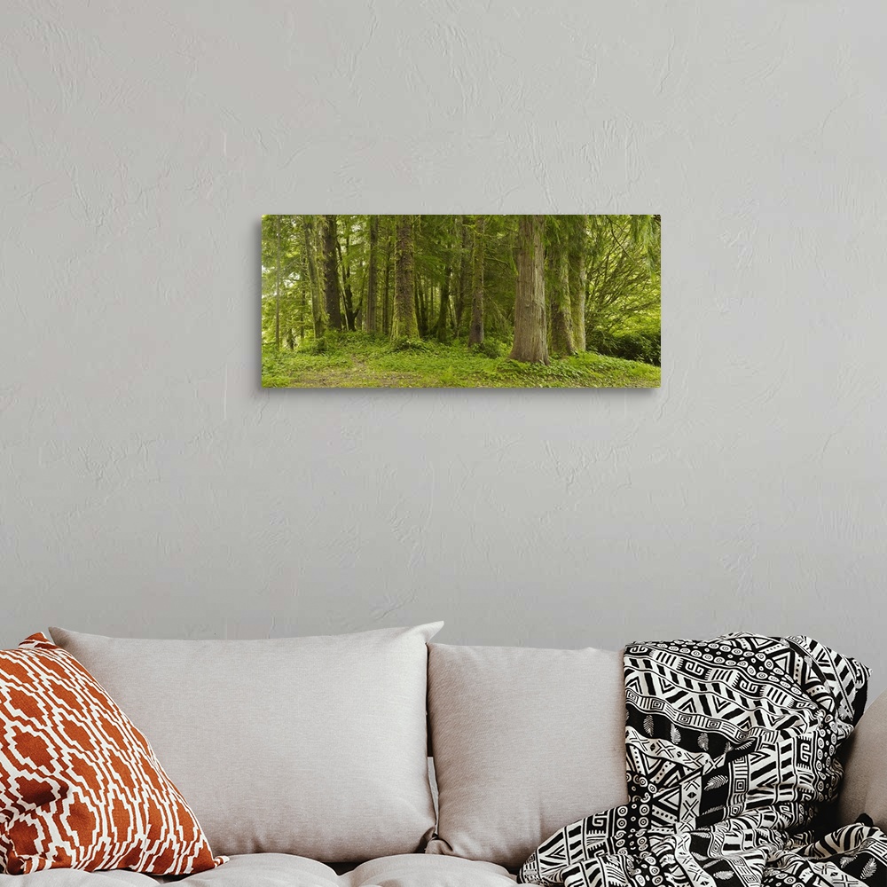 A bohemian room featuring A Lush Forest; Tofino, British Columbia, Canada
