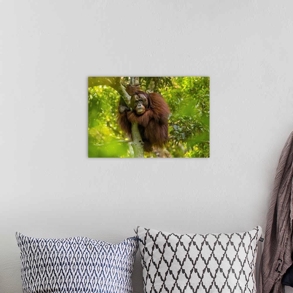 A bohemian room featuring A male Bornean orangutan, Pongo pygmaeus, clinging to a tree.
