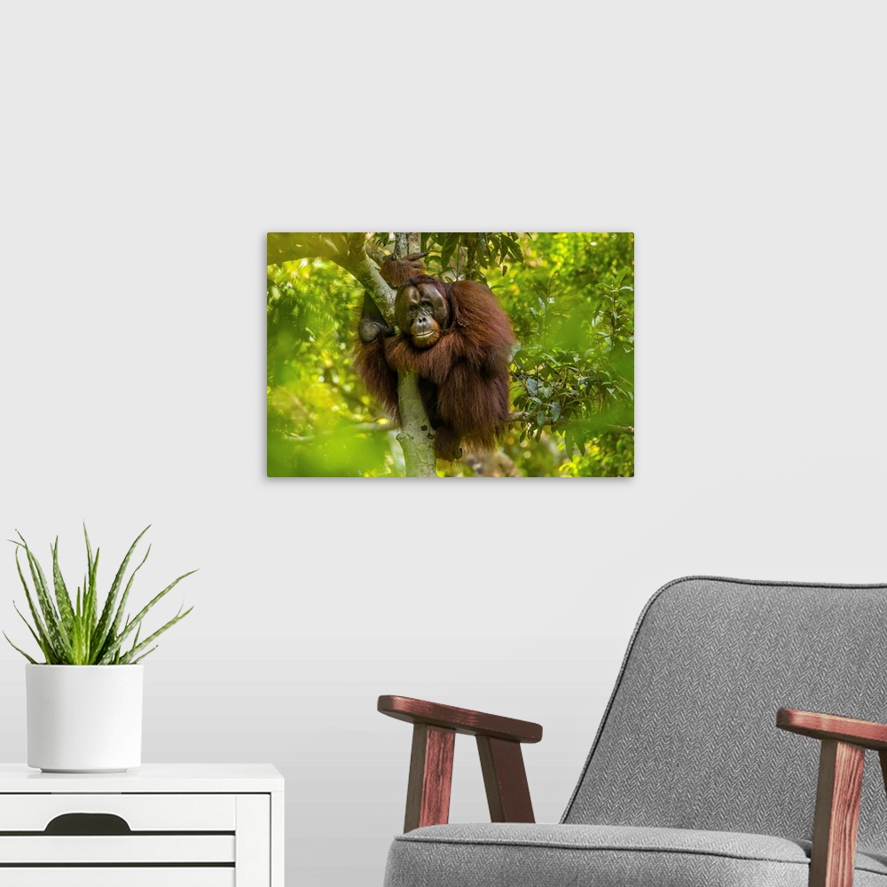 A modern room featuring A male Bornean orangutan, Pongo pygmaeus, clinging to a tree.
