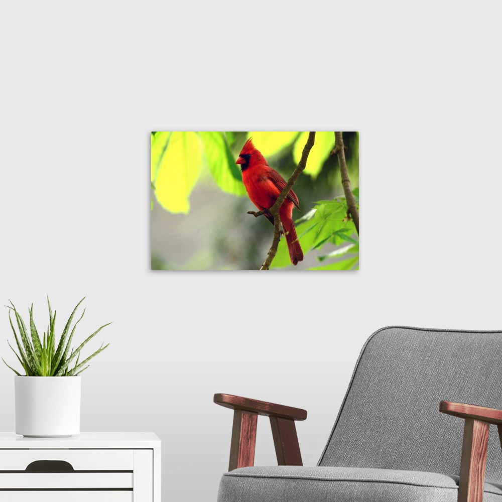 A modern room featuring A male northern cardinal, Cardinalis cardinalis, perched on a tree branch above its nest.