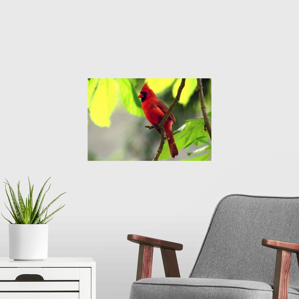 A modern room featuring A male northern cardinal, Cardinalis cardinalis, perched on a tree branch above its nest.