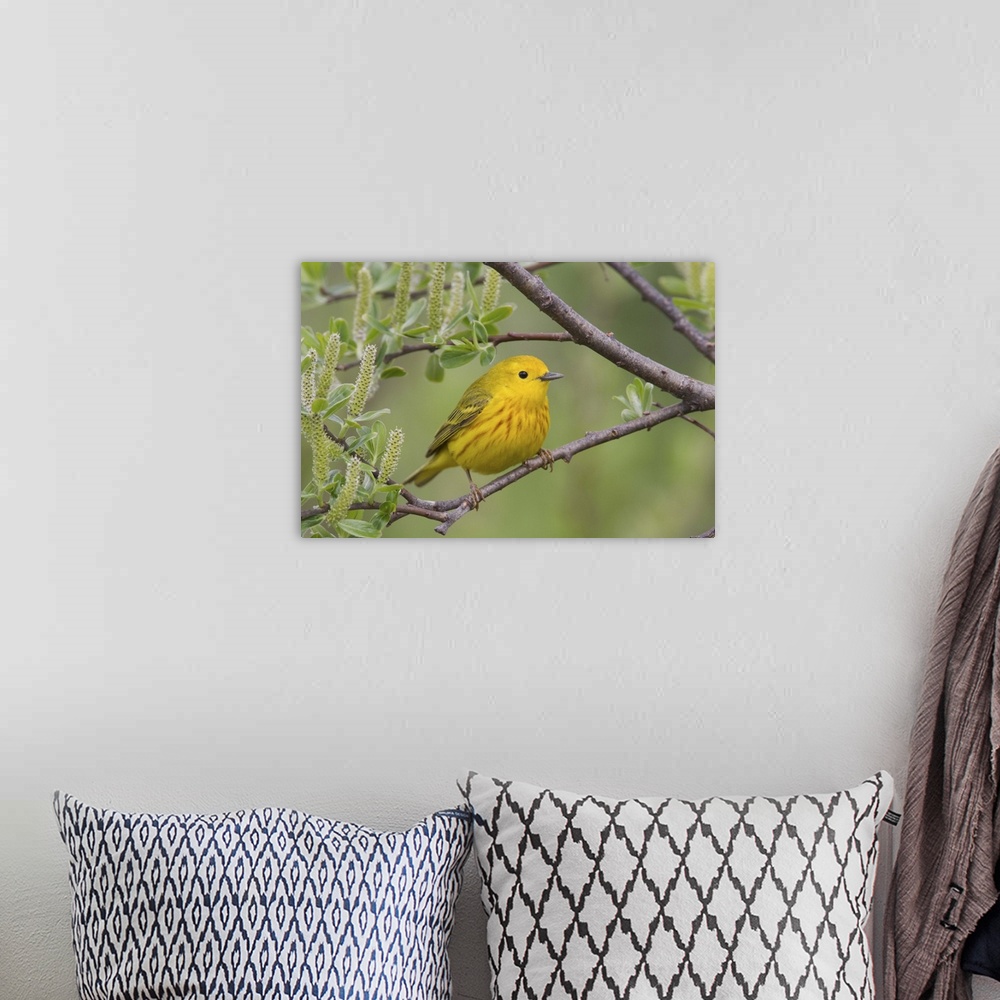 A bohemian room featuring Yellow Warbler (Dendroica petechia), male, perched in willow, Copper River Delta, near Cordova, A...