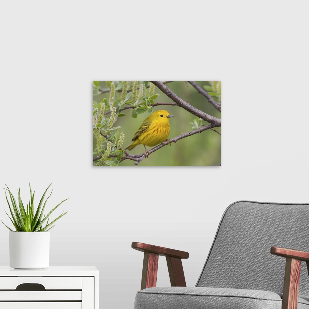 A modern room featuring Yellow Warbler (Dendroica petechia), male, perched in willow, Copper River Delta, near Cordova, A...
