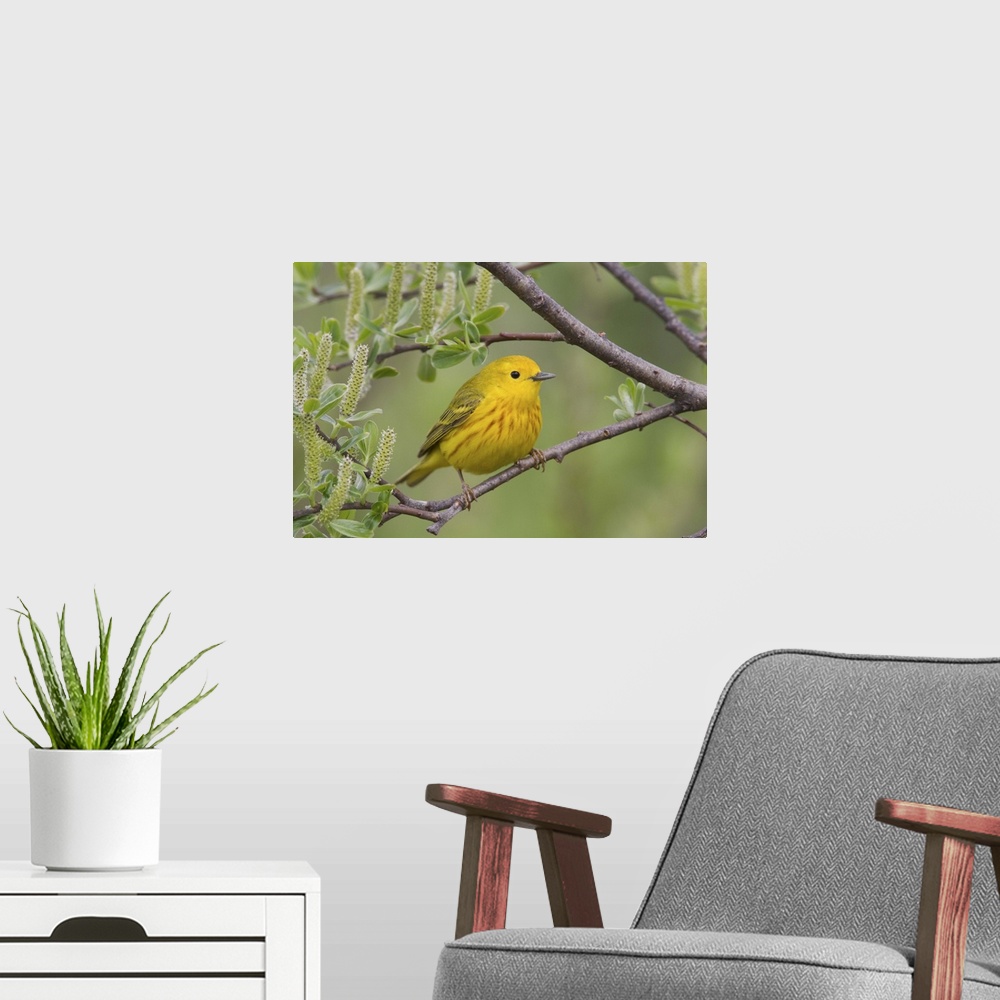 A modern room featuring Yellow Warbler (Dendroica petechia), male, perched in willow, Copper River Delta, near Cordova, A...