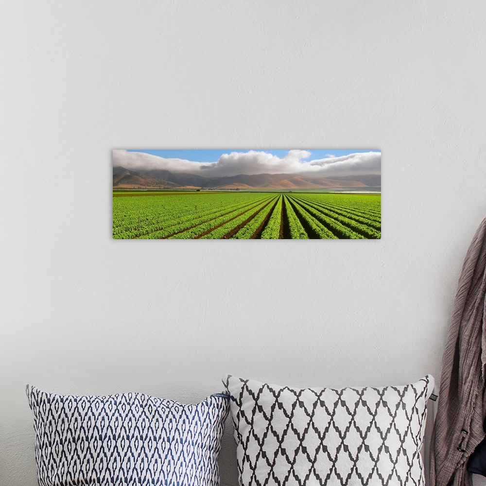 A bohemian room featuring A mature Green Leaf lettuce field with the Coastal mountains and fog in the background