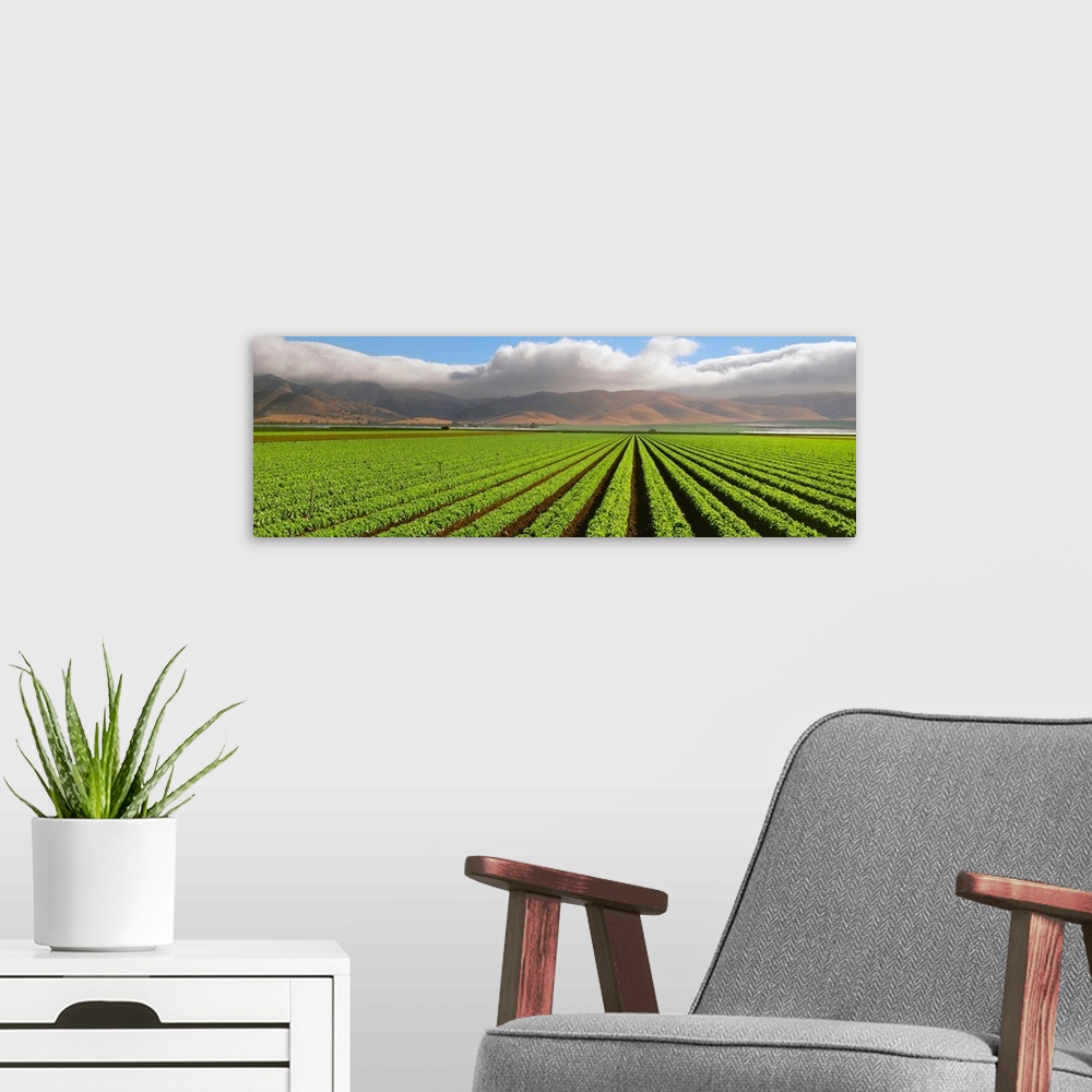 A modern room featuring A mature Green Leaf lettuce field with the Coastal mountains and fog in the background