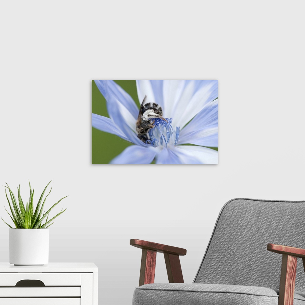 A modern room featuring A mellisodes bee collecting pollen and drinking nectar from a common chicory flower. McClennen Pa...