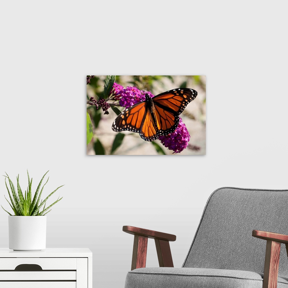 A modern room featuring A monarch butterfly, Danaus plexxipus, visiting butterfly bush flowers, Buddleia davidii.