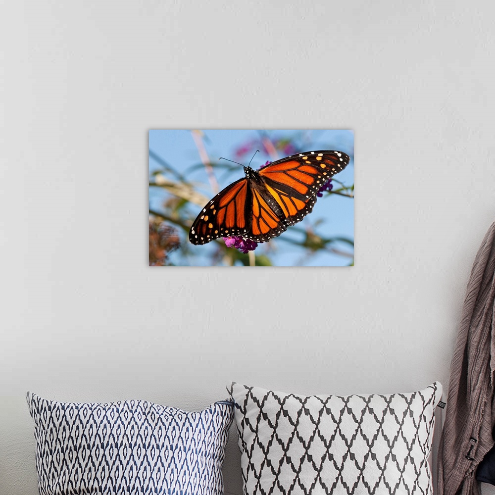 A bohemian room featuring A monarch butterfly, Danaus plexxipus, visiting butterfly bush flowers, Buddleia davidii.