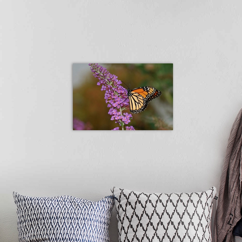 A bohemian room featuring A Monarch butterfly (Danaus plexippus) visiting flowers for nectar. Its bright, warning coloratio...