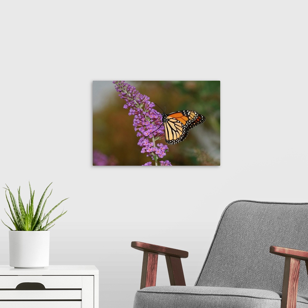 A modern room featuring A Monarch butterfly (Danaus plexippus) visiting flowers for nectar. Its bright, warning coloratio...
