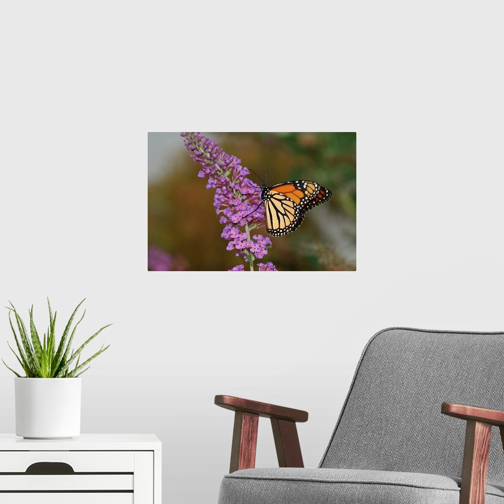 A modern room featuring A Monarch butterfly (Danaus plexippus) visiting flowers for nectar. Its bright, warning coloratio...