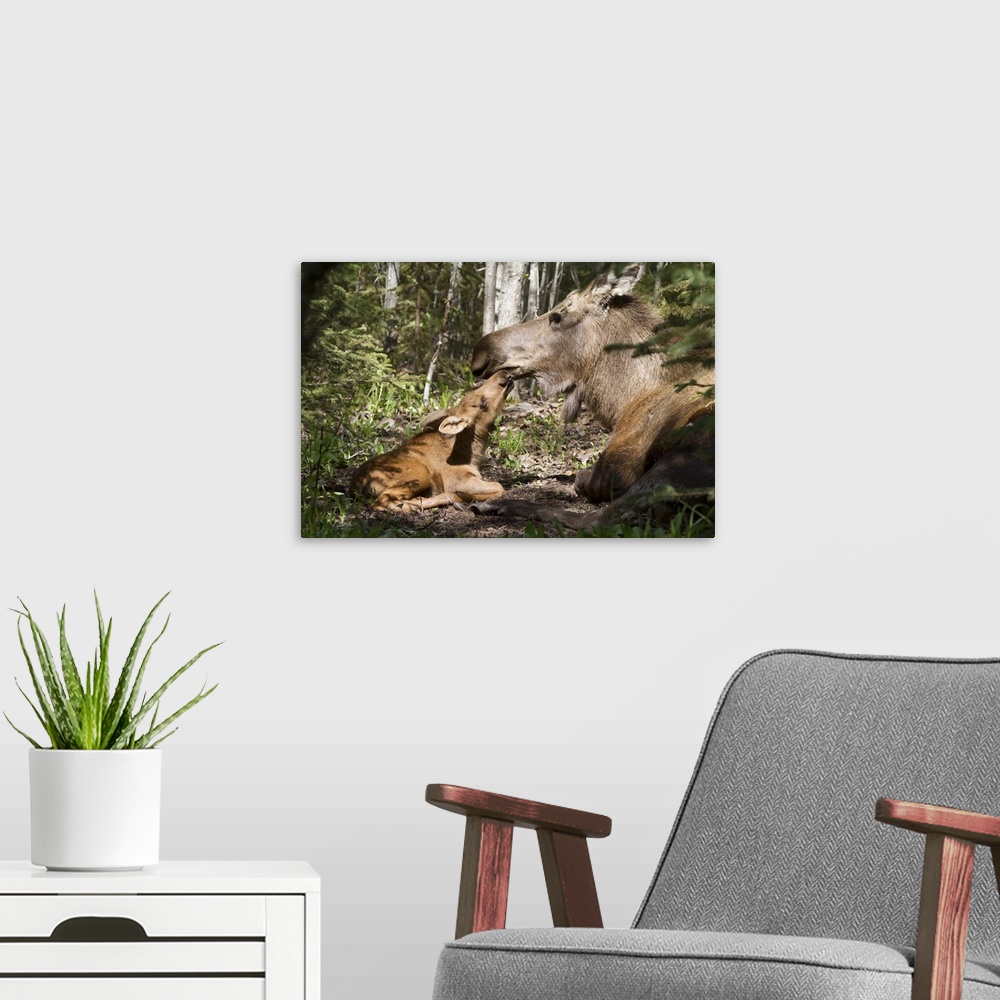 A modern room featuring A New Moose Calf Nuzzles Her Mom As They Lay In The Woods Near Cheney Lake, Anchorage, Southcentr...