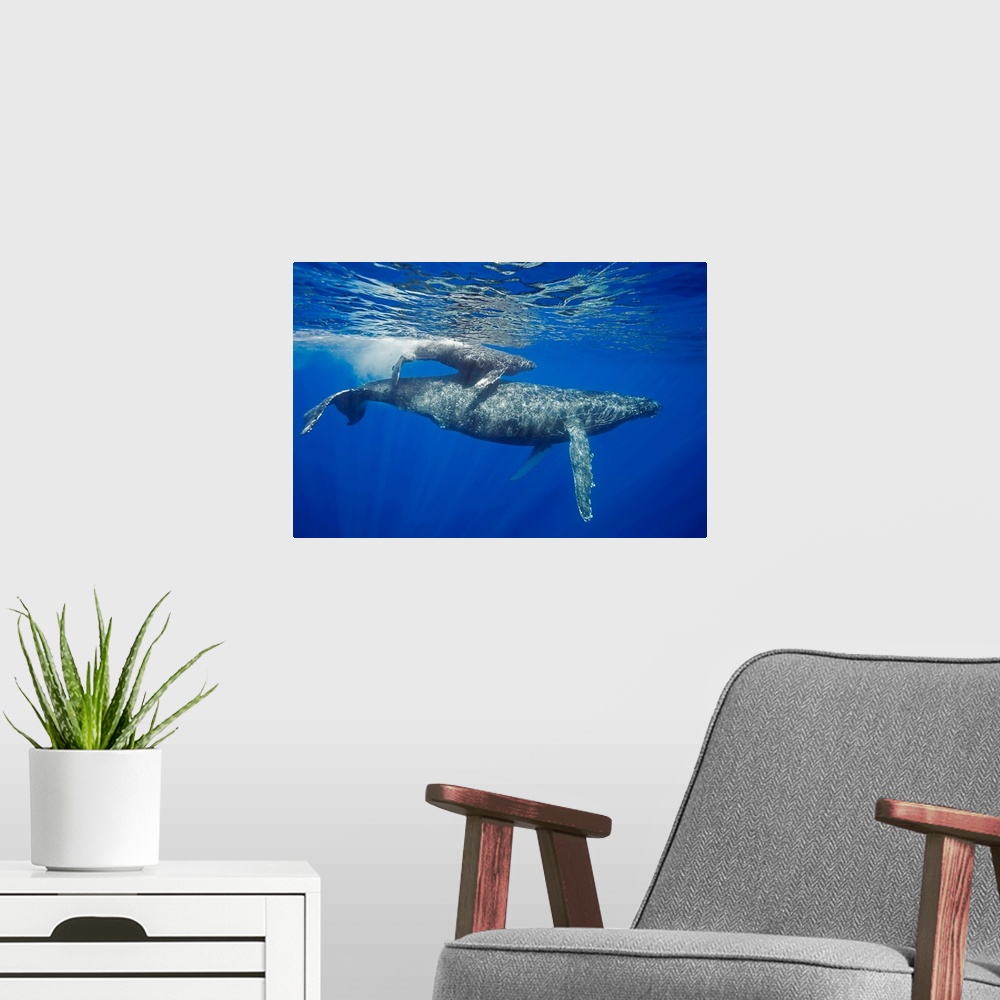 A modern room featuring A mother and calf pair of humpback whales, (Megaptera novaeangliae), come to the water's surface,...