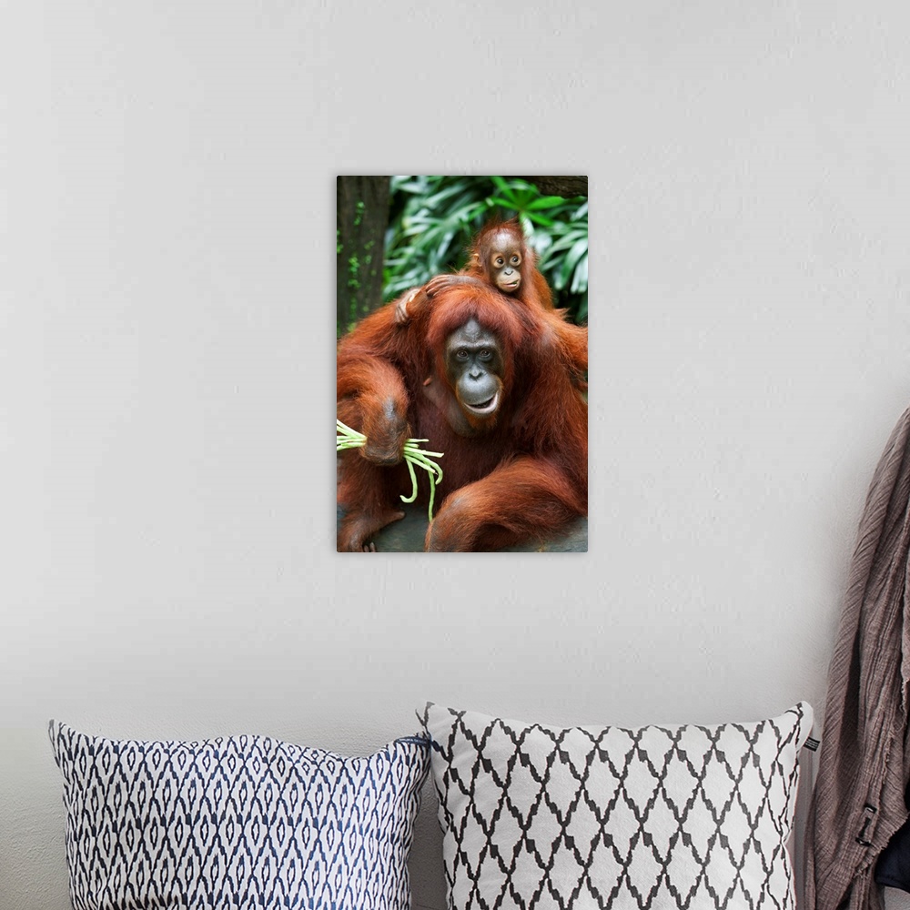 A bohemian room featuring A Mother Orangutan Eats Vegetables With Her Baby; Singapore