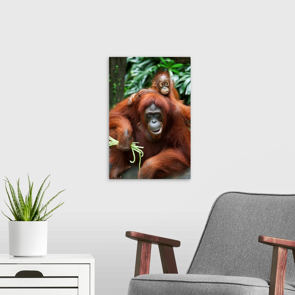 A modern room featuring A Mother Orangutan Eats Vegetables With Her Baby; Singapore