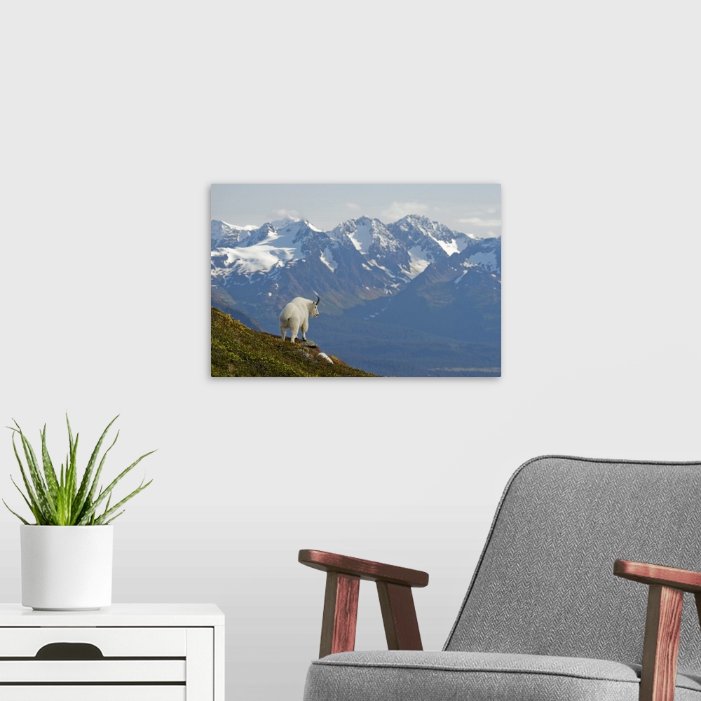 A modern room featuring A Mountain Goat stands on a ridge with the scenic Kenai Mountains in the background during Autumn...