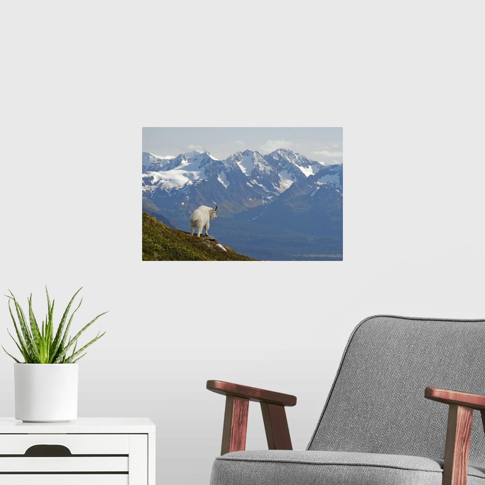 A modern room featuring A Mountain Goat stands on a ridge with the scenic Kenai Mountains in the background during Autumn...