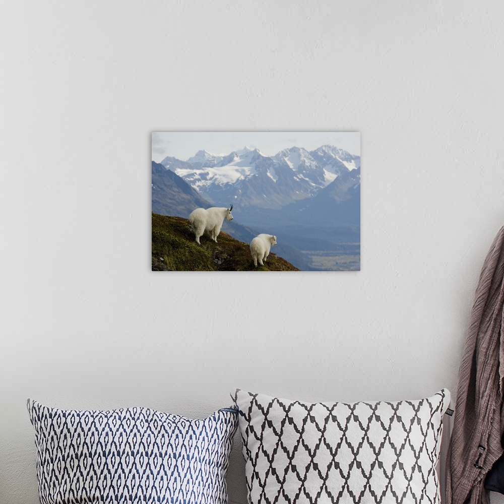 A bohemian room featuring A Nanny & Kid Mountain Goat Stand On A Ridge With The Scenic Kenai Mountains In The Background Du...