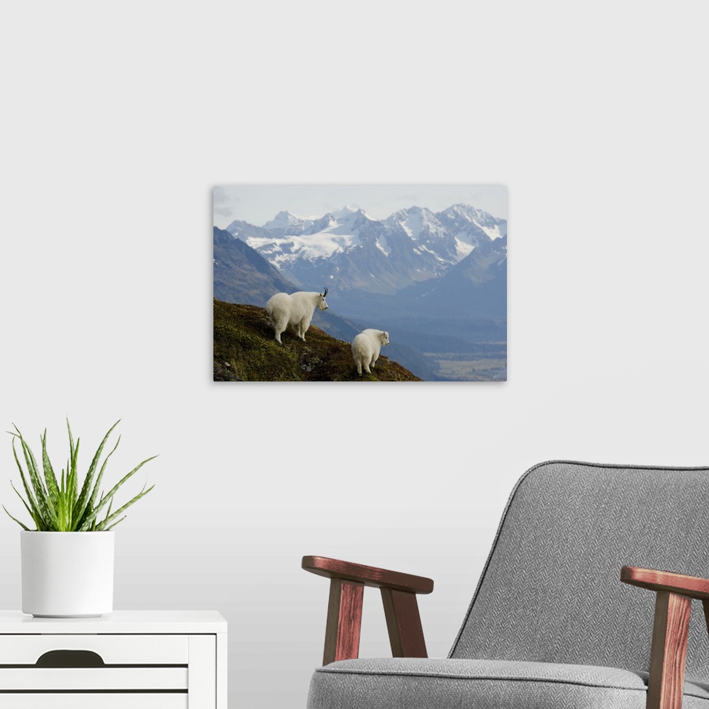 A modern room featuring A Nanny & Kid Mountain Goat Stand On A Ridge With The Scenic Kenai Mountains In The Background Du...