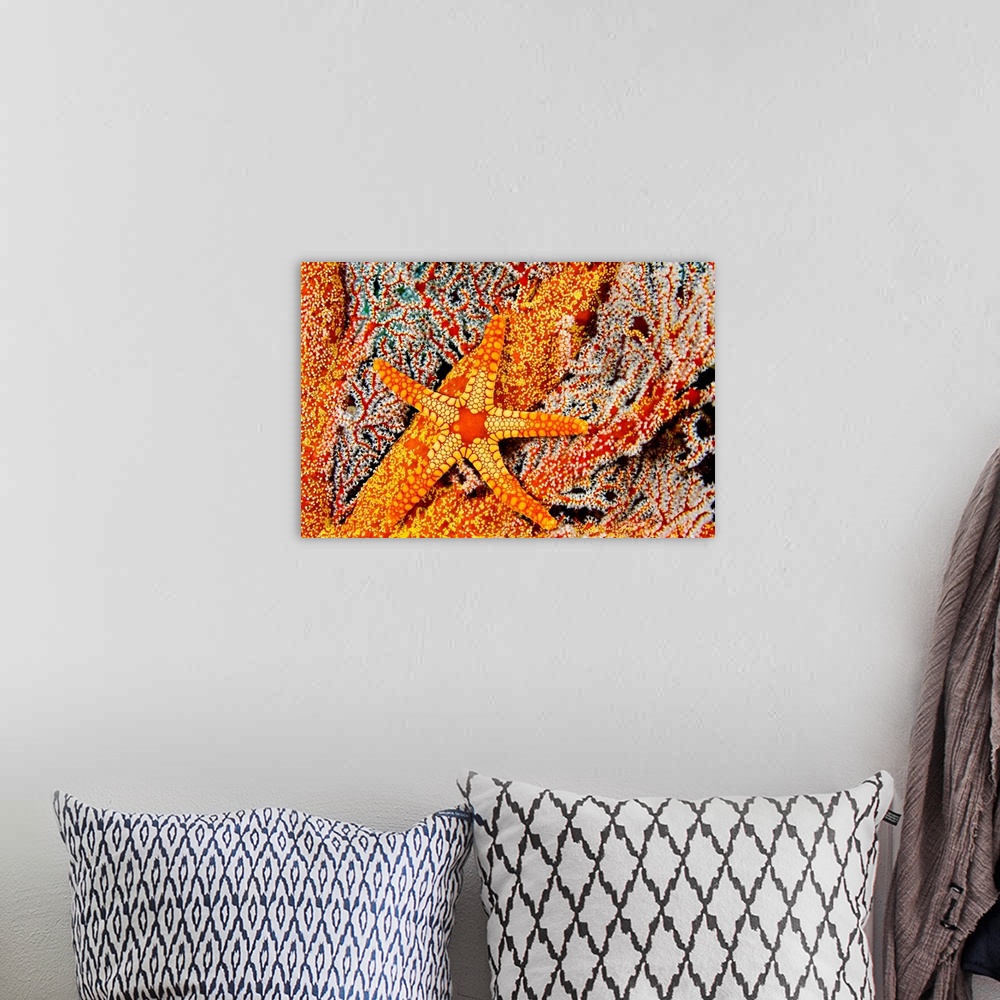 A bohemian room featuring A Necklace Seastar (Fromia Monilis) On Gorgonian Coral