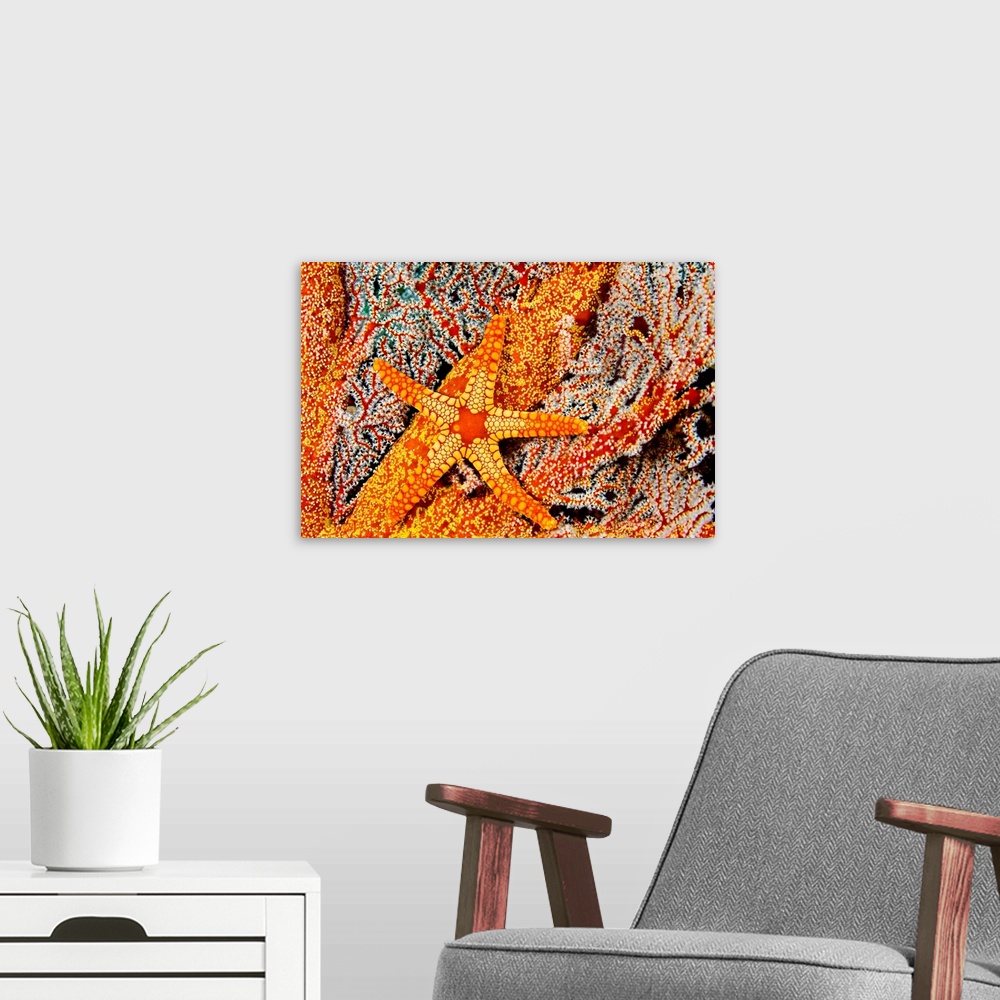 A modern room featuring A Necklace Seastar (Fromia Monilis) On Gorgonian Coral