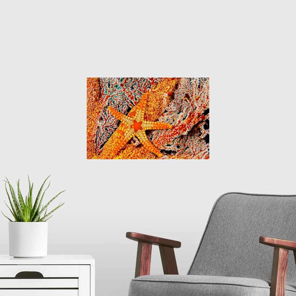 A modern room featuring A Necklace Seastar (Fromia Monilis) On Gorgonian Coral