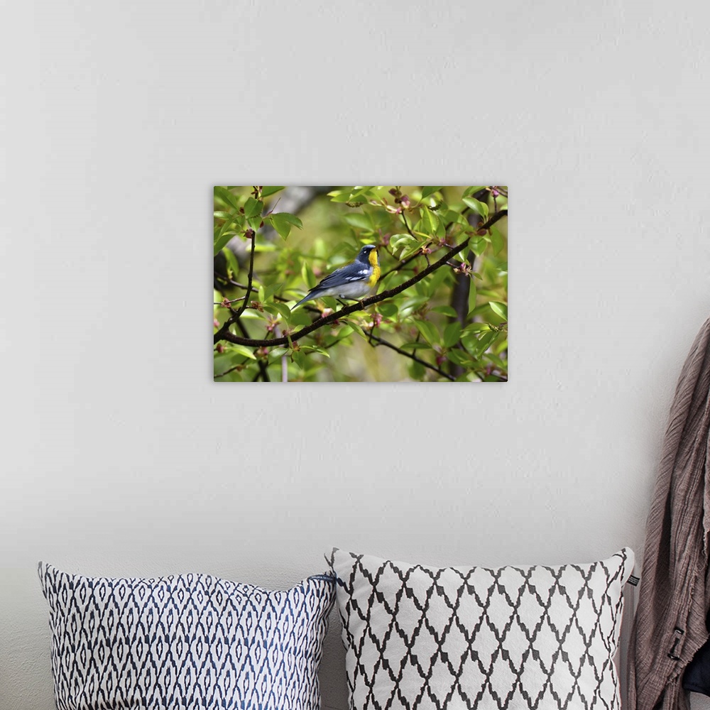 A bohemian room featuring A northern parula warbler, Setophaga americana, perched on a branch. Parker River National Wildli...