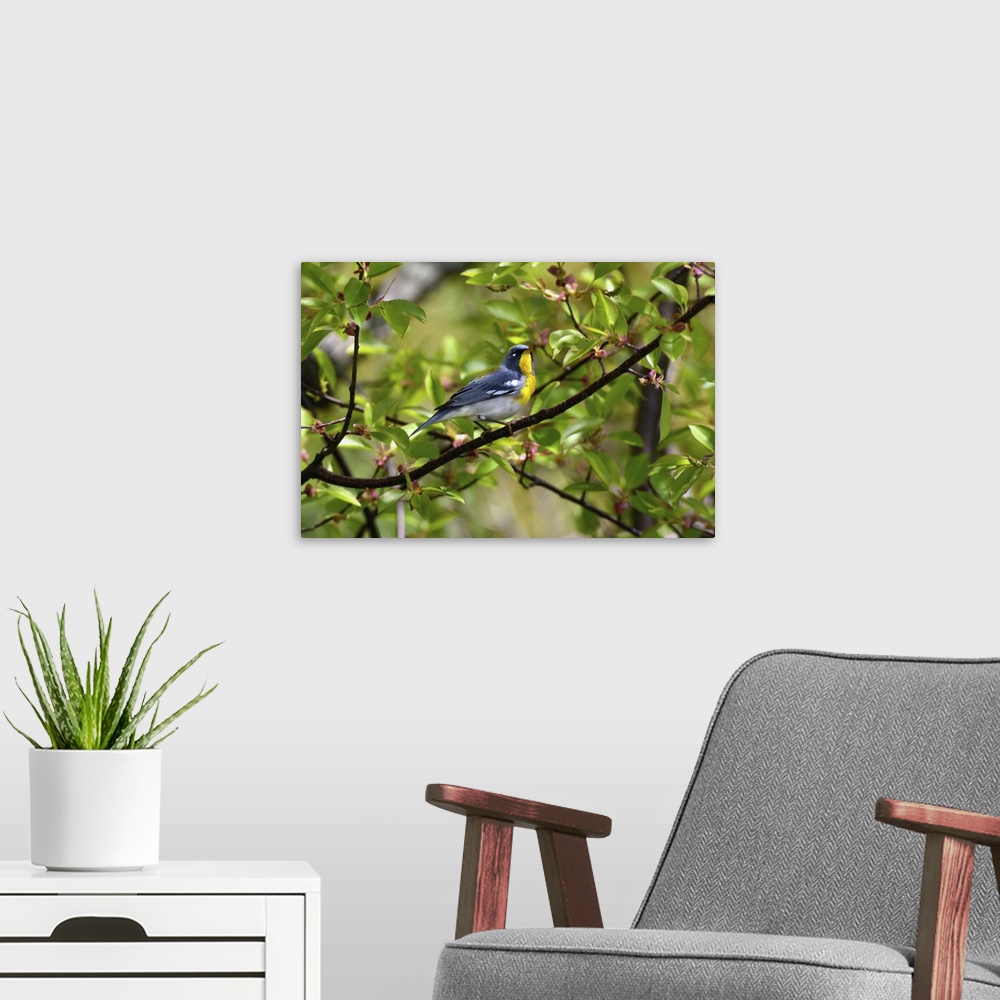 A modern room featuring A northern parula warbler, Setophaga americana, perched on a branch. Parker River National Wildli...