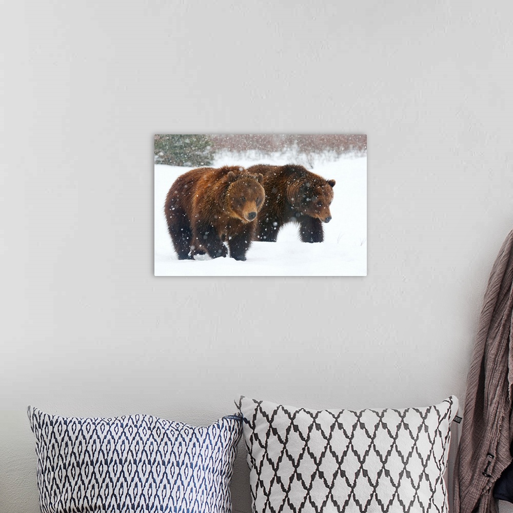 A bohemian room featuring A pair of adult Brown bears walk through falling snow, Southcentral Alaska