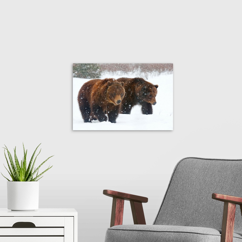 A modern room featuring A pair of adult Brown bears walk through falling snow, Southcentral Alaska