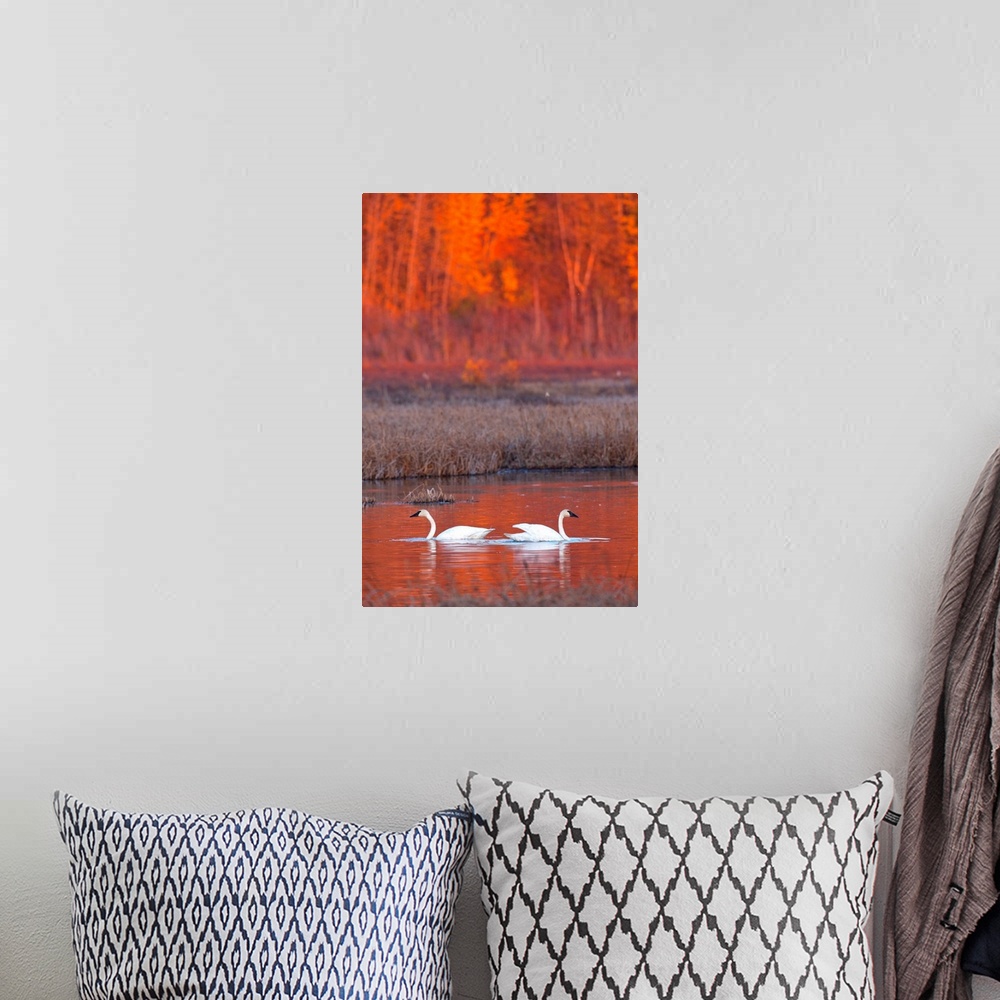 A bohemian room featuring A Pair Of Adult Trumpeter Swans Swim In Potter Marsh At Sunset, Southcentral Alaska