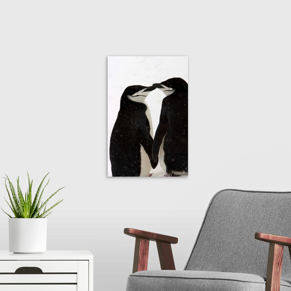 A modern room featuring A pair of chinstrap penguins in a courtship cuddle.