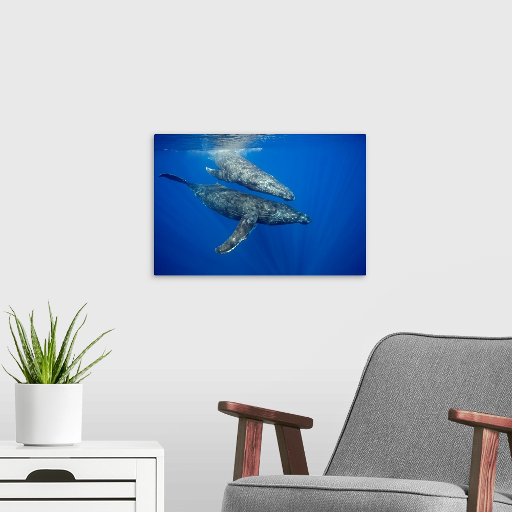 A modern room featuring A pair of humpback whales (Megaptera novaeangliae) just below the surface. Hawaii, United States ...