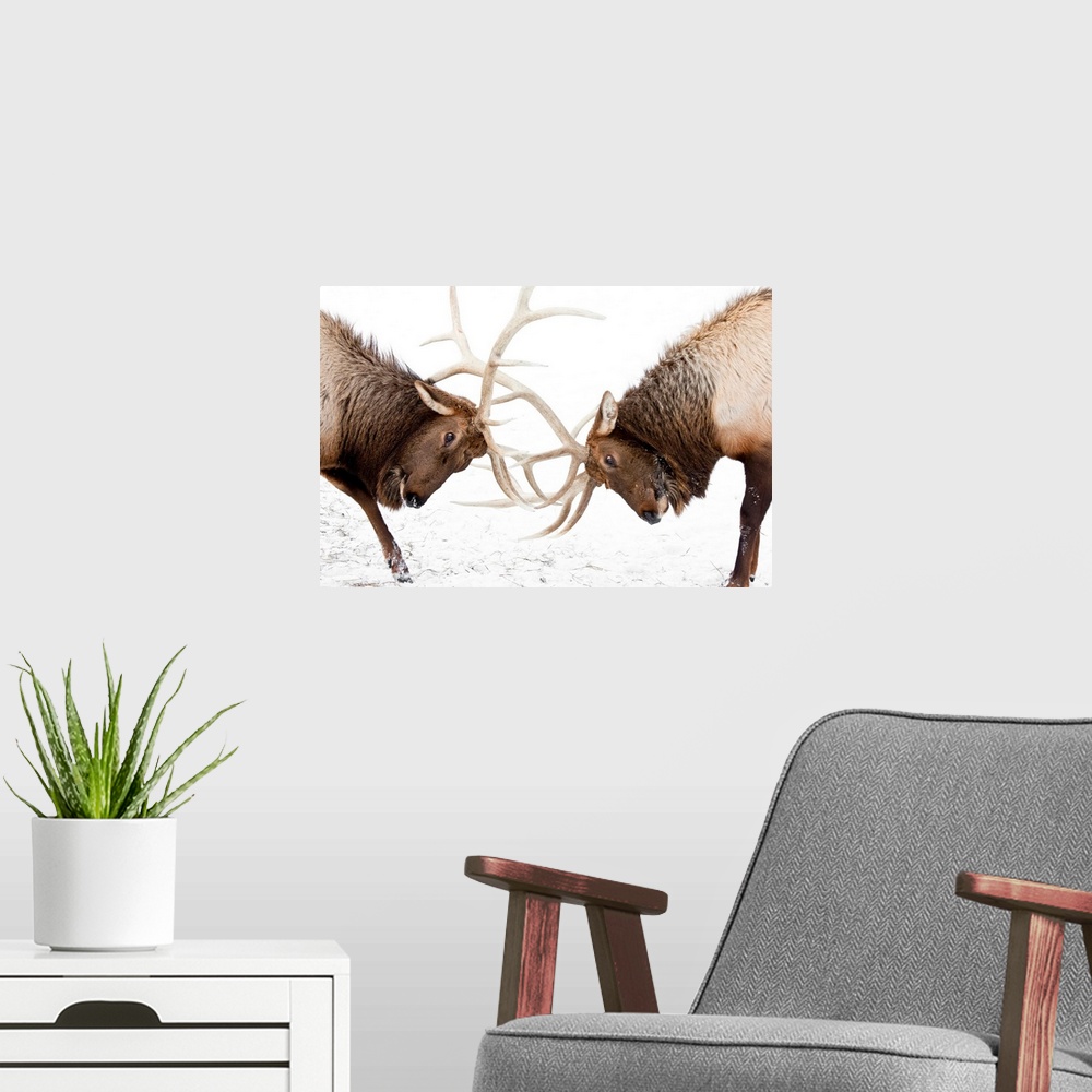 A modern room featuring A pair of large Rocky Mountain elk lock horns and fight at AWCC near Portage, Alaska.  Late autum...