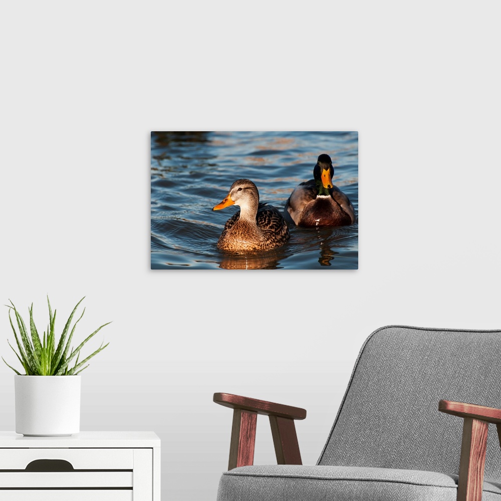 A modern room featuring A Pair Of Mallards Swim In The Columbia River, Astoria, Oregon