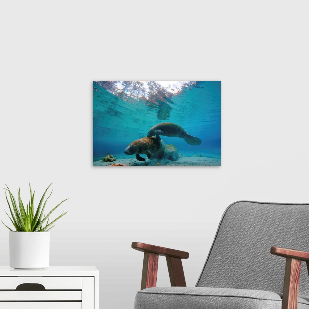 A modern room featuring A pair of manatees swim together at Three Sisters Springs.