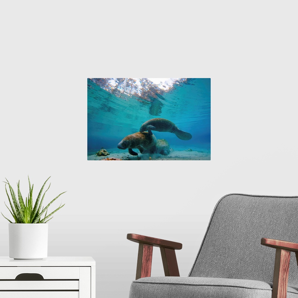 A modern room featuring A pair of manatees swim together at Three Sisters Springs.