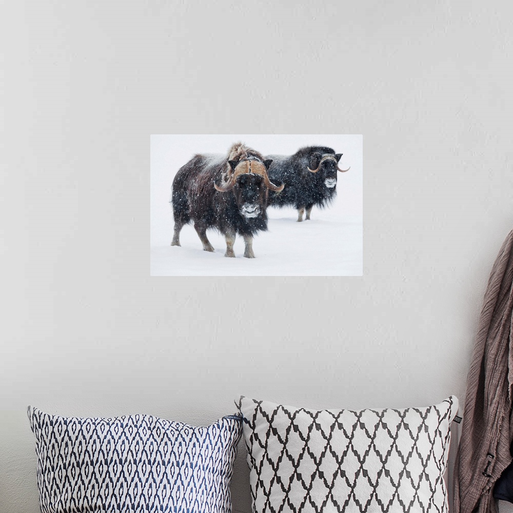 A bohemian room featuring A Pair Of Musk-Ox Bulls During A Fresh Snowfall, Portage, Southcentral Alaska