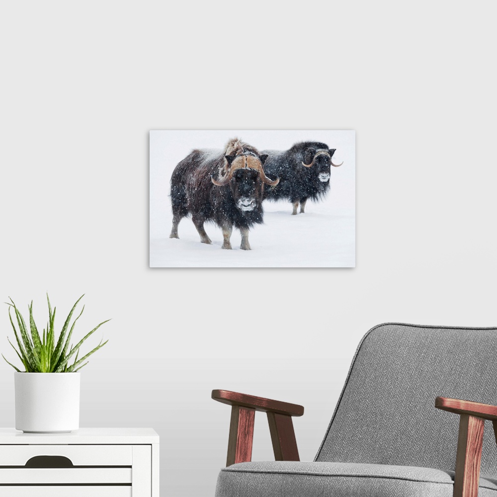 A modern room featuring A Pair Of Musk-Ox Bulls During A Fresh Snowfall, Portage, Southcentral Alaska